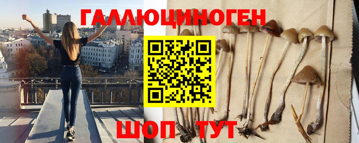 закладки  Вход с VPN  Изобильный  Псилоцибиновые грибы мицелий 